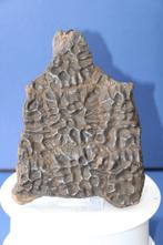 Schildpad randplaat, Verzamelen, Ophalen of Verzenden, Fossiel