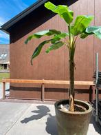 Bananenplant  decoratie buiten of binnen, Bloeit niet, 250 tot 400 cm, Volle zon, In pot