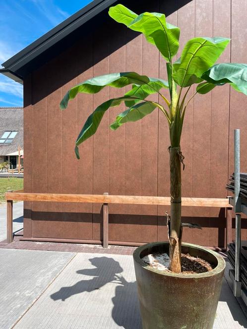 Bananenplant  decoratie buiten of binnen, Tuin en Terras, Planten | Bomen, Overige soorten, 250 tot 400 cm, Volle zon, Bloeit niet