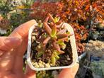 Monanthes anagensis/pot 5cm/vetplant/succulent, Ophalen of Verzenden, Halfschaduw, Minder dan 100 cm