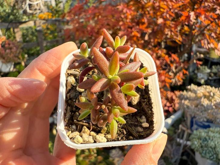 Monanthes anagensis/pot 5cm/vetplant/succulent, Huis en Inrichting, Kamerplanten, Minder dan 100 cm, Halfschaduw, Ophalen of Verzenden