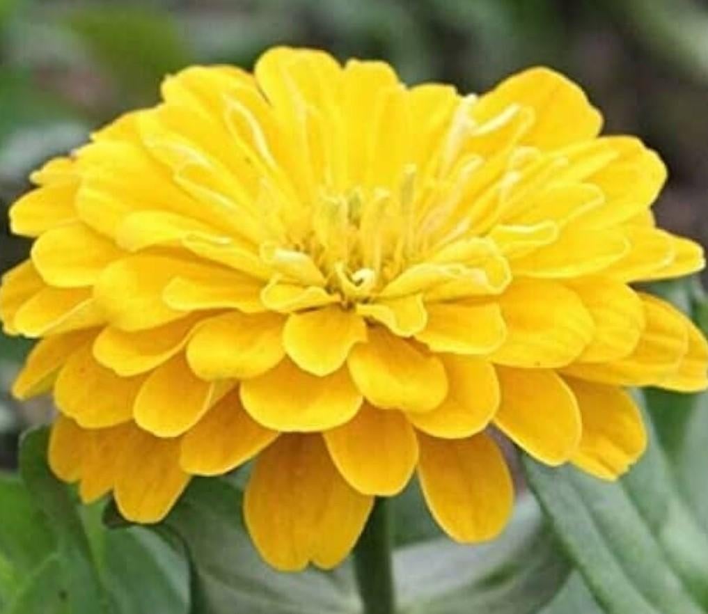 Zinnia Canary Bird, Ophalen of Verzenden, Volle zon, Zaad