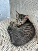 Schattige kittens (zindelijk)