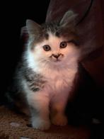 Langharige kitten en kortharige kitten lees de advertentie !, Dieren en Toebehoren, Katten en Kittens | Overige Katten, Meerdere dieren