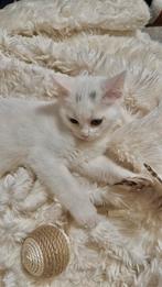 Lieve kitten van 15 weken, Dieren en Toebehoren, Katten en Kittens | Overige Katten, Poes