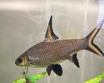 Haaivin barbeel  haaibarbeel   houdt van een ruime aquarium., Vis, Zoetwatervis