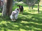 Australian Shepherd x Berner Sennen x oud duitse herder, Dieren en Toebehoren, Honden | Herdershonden en Veedrijvers, Nederland