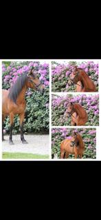 Leuke, voorwaartse recreatie/sport pony, Dieren en Toebehoren, Pony's, 7 tot 10 jaar, Recreatiepony, Merrie, E pony (1.48m - 1.57m)