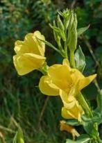 Oenothera biennis (middelsteteunisbloem) geel vaste plant, Overige soorten, Volle zon, Vaste plant, Ophalen of Verzenden