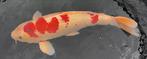 Showa okawa 77cm, Dieren en Toebehoren, Vissen | Vijvervissen, Karper of Koi
