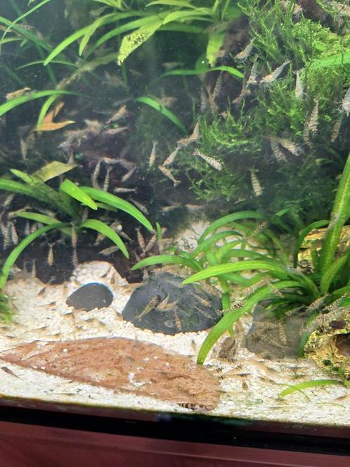 Mooie gezonde garnalen, Dieren en Toebehoren, Vissen | Aquariumvissen, Kreeft, Krab of Garnaal