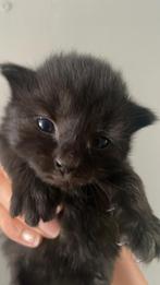Onze noorse boskat heeft kittens, Dieren en Toebehoren, Katten en Kittens | Raskatten | Langhaar, Kater