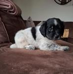 Stabij pups, Dieren en Toebehoren, 8 tot 15 weken, Meerdere, Meerdere dieren, Middel