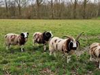 Drietal Jacob dekrammen, Dieren en Toebehoren, Mannelijk, Schaap