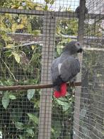 grijze roodstaart man ,tamme zwartkopcaique +div, Dieren en Toebehoren, Vogels | Parkieten en Papegaaien, Meerdere dieren, Papegaai