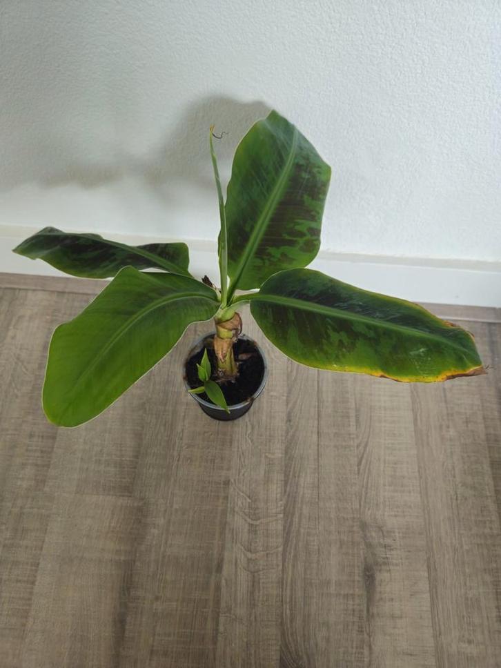 Musa Dwarf Cavendish - bananenboom, Huis en Inrichting, Kamerplanten, Ophalen of Verzenden