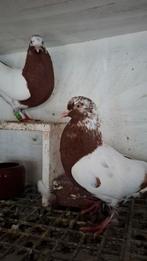 Hoogvliegers, Dieren en Toebehoren, Vogels | Duiven, Mannelijk, Postduif