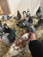 Serbiesche duiven hoogevliegers, Dieren en Toebehoren, Meerdere dieren