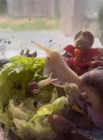 Gigantische Afrikaanse slak Achatina fulica, Dieren en Toebehoren, Reptielen en Amfibieën, Overige soorten, Tam, 0 tot 2 jaar