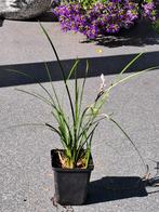 Leliegras (Liriopi muscari) stekken 12 stuks, Tuin en Terras, Planten | Tuinplanten, Ophalen, Overige soorten, Volle zon
