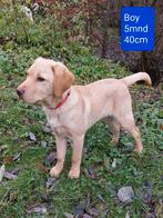 Geweldige Boy zoekt baas!, Rabiës (hondsdolheid), 15 weken tot 1 jaar, Buitenland, Eén hond