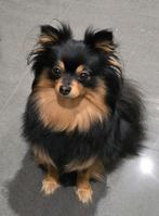 Pomeriaan teefje pomerian keeshond, Dieren en Toebehoren, 1 tot 2 jaar, Teef, Eén hond, Nederland