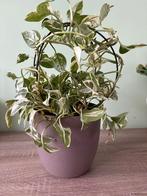 Epipremnum( a family of money plant), Ophalen, Overige soorten, Minder dan 100 cm