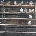 Zebravinken, Dieren en Toebehoren, Vogels | Kanaries, Meerdere dieren, Kleurkanarie