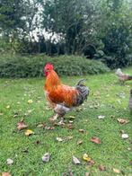 Marans haan, Dieren en Toebehoren, Pluimvee, Mannelijk, Kip