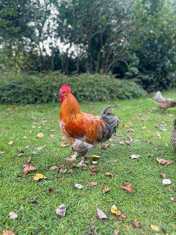 Marans haan zoekt een nieuw huisje. beschikbaar voor biedingen