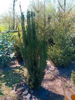 taxus, Tuin en Terras, Planten | Struiken en Hagen, Ophalen, Taxus