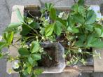 Te koop: aardbeienplantjes, Ophalen, Lente, Fruitplanten, Volle zon