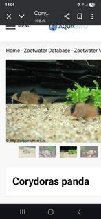 Corydoras panda, Dieren en Toebehoren, Vissen | Aquariumvissen, Vis