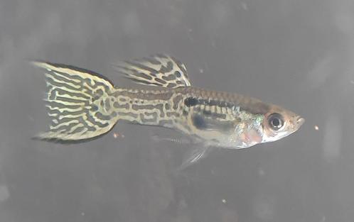 Guppen, Xenotoca eiseni, Garnalen, Planten, Toebehoren etc., Dieren en Toebehoren, Vissen | Aquariumvissen, Zoetwatervis, Vis