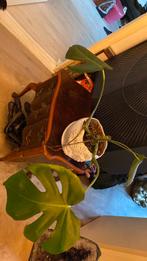 Monstera met bloempot, Ophalen, Halfschaduw, Minder dan 100 cm