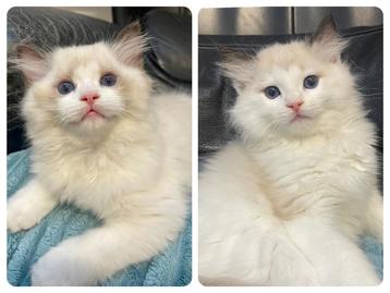 Ragdoll kittens | geteste ouders | stamboom |seal bicolor beschikbaar voor biedingen