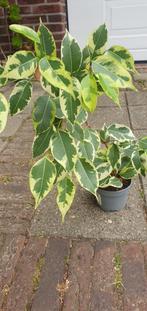 wat een mooie bladkleuren hè!, bonte ficus, in de groei nu!, Ophalen, Overige soorten, Halfschaduw, Minder dan 100 cm