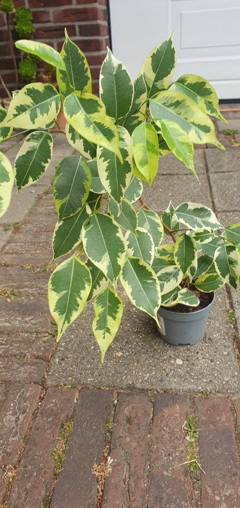 wat een mooie bladkleuren hè!, bonte ficus, in de groei nu!, Huis en Inrichting, Kamerplanten, Overige soorten, Minder dan 100 cm