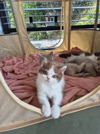 Kitten Britse korthaar mogen over 4 weken nest verlaten, Ontwormd