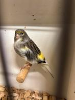 Kanarie pop 2023, Dieren en Toebehoren, Vogels | Kanaries, Vrouwelijk, Kleurkanarie