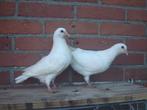 Witte..Sierduifjes *, Dieren en Toebehoren, Meerdere dieren, Overige soorten