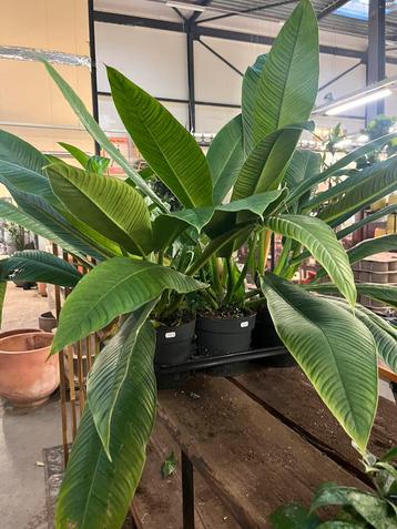 Philodendron met lange elegante bladeren (80 cm) beschikbaar voor biedingen