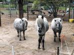 Mini paradise, Dieren en Toebehoren, Stalling en Weidegang, Weidegang, 2 of 3 paarden of pony's