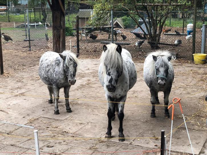 Mini paradise, Dieren en Toebehoren, Stalling en Weidegang, Stalling, Weidegang, 2 of 3 paarden of pony's