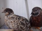 Mooi koppel Chinese dwergkwartel roodborst, Dieren en Toebehoren, Vogels | Overige Vogels, Meerdere dieren, Tam