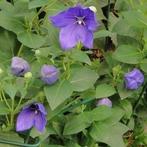 Ballonplant uit eigen tuin, Vaste plant, Halfschaduw, Zomer, Ophalen