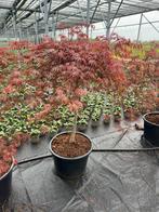 Japanse esdoorn Tamukeyama, Tuin en Terras, Planten | Bomen, Minder dan 100 cm, Overige soorten, Ophalen of Verzenden