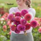 Dahlia knollen Isabel, Ophalen of Verzenden, Volle zon, Knol