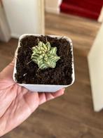 EUPHORBIA MELOFORMIS VARIEGATA, Ophalen of Verzenden, Overige soorten, In pot, Minder dan 100 cm