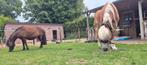 Lieve verzorger/ster gezocht!, Ophalen of Verzenden, Nieuw, Overige soorten